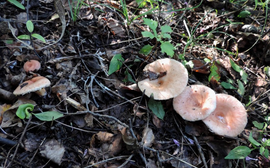 Млечник волнушка гриб