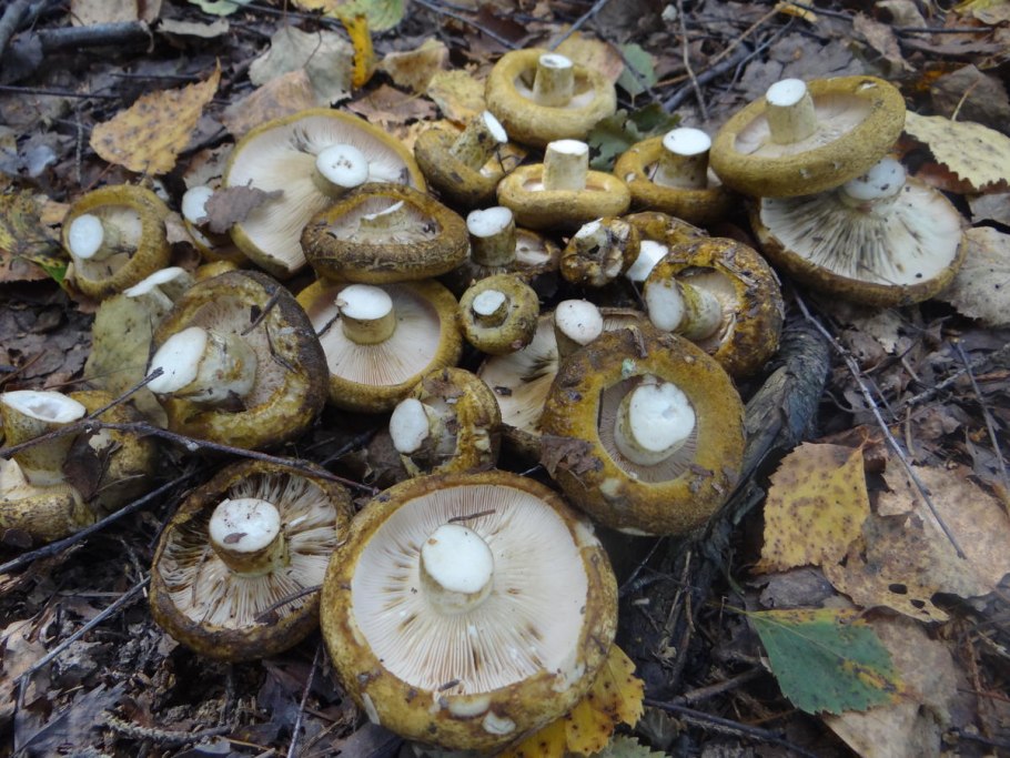 Подольховники грибы