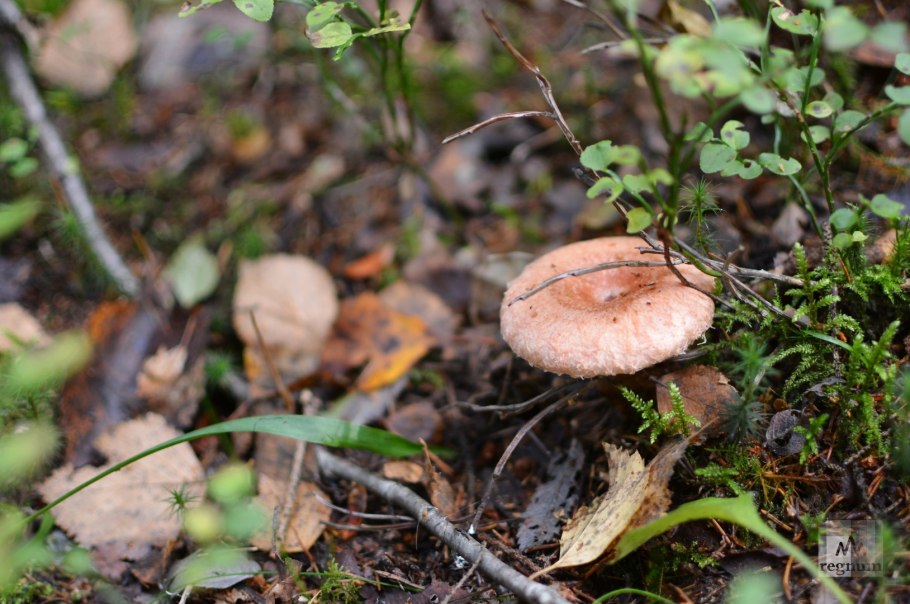 Млечник рыжик гриб