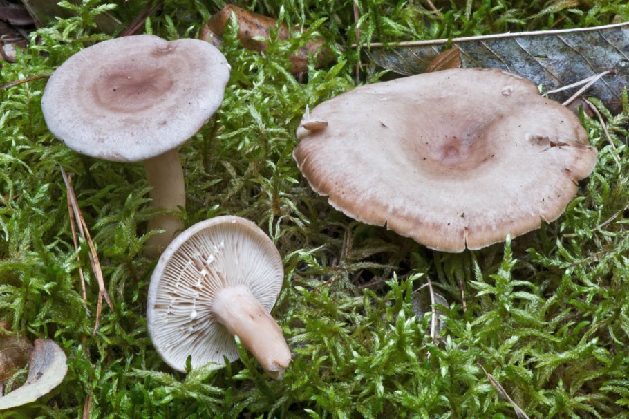 Млечник серо розовый lactarius helvus