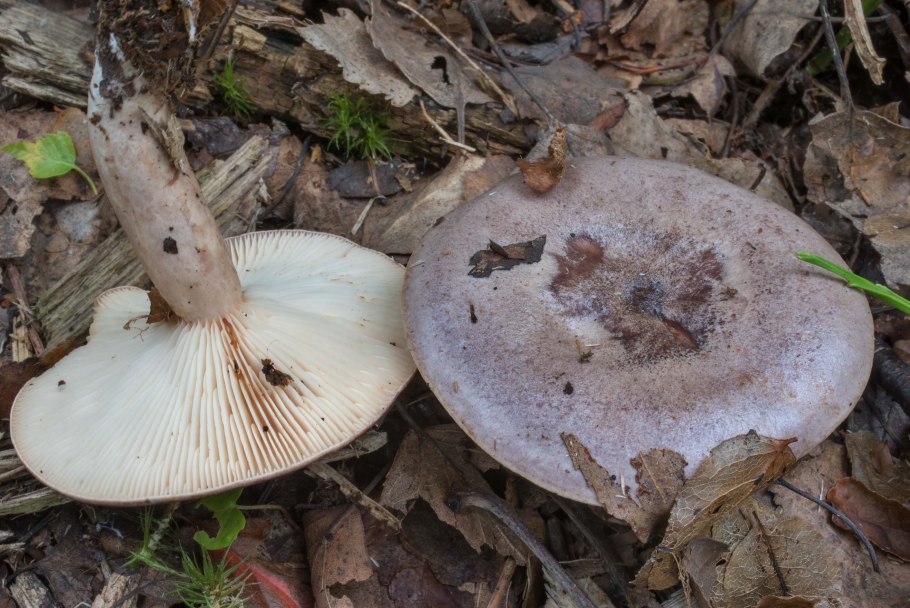 Млечник гриб гладыш