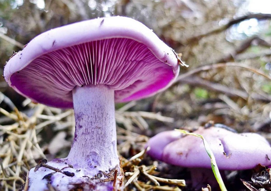 Рядовка фиолетовая и паутинник фиолетовый