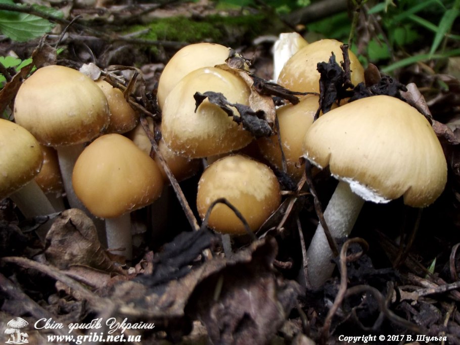 Псатирелла Кандолля галлюцинации
