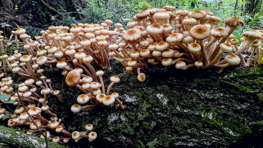 Psathyrella hydrophila гриб