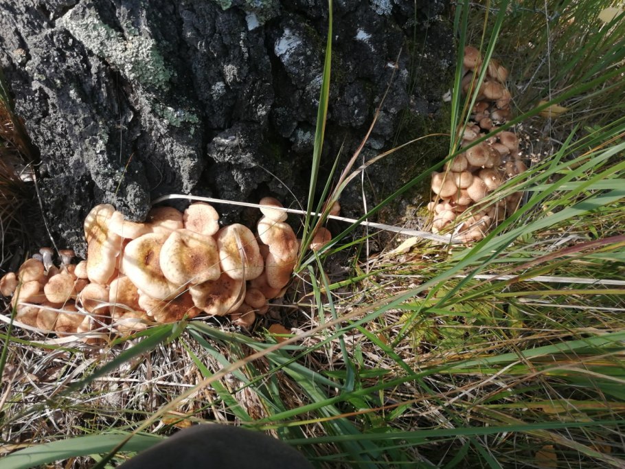 Опята три корзины