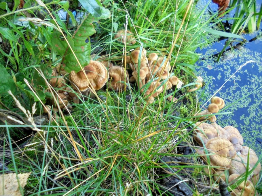 Опята осенние и зимние фото