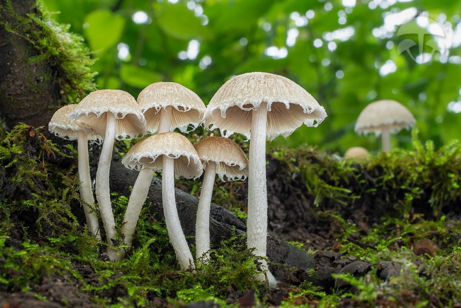 Psathyrella candolleana – псатирелла кандолля