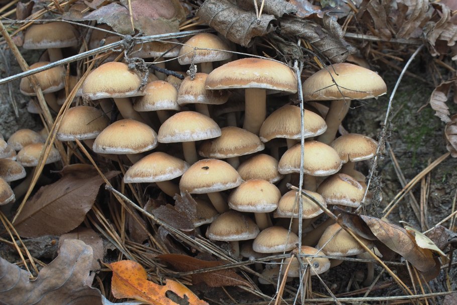 Psathyrella piluliformis