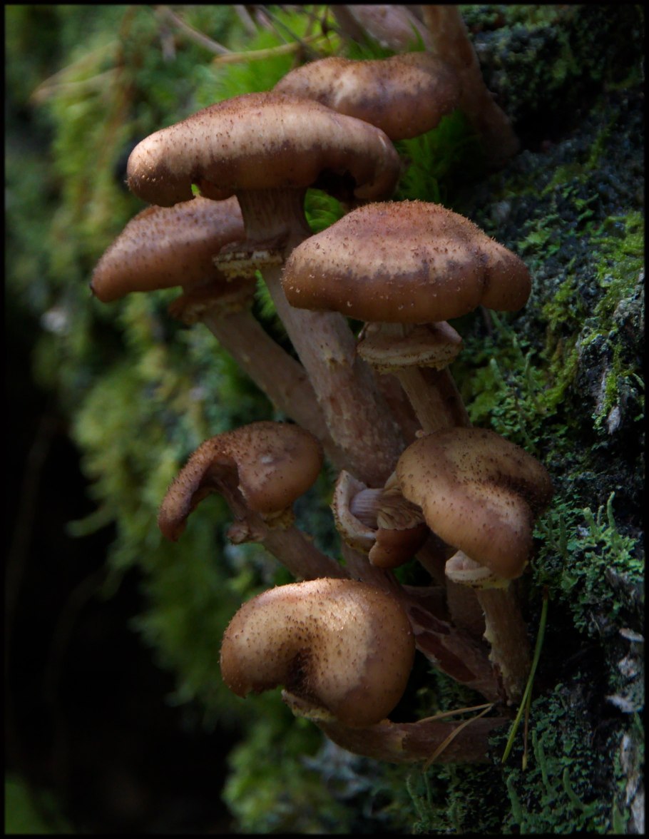 Еловые опята