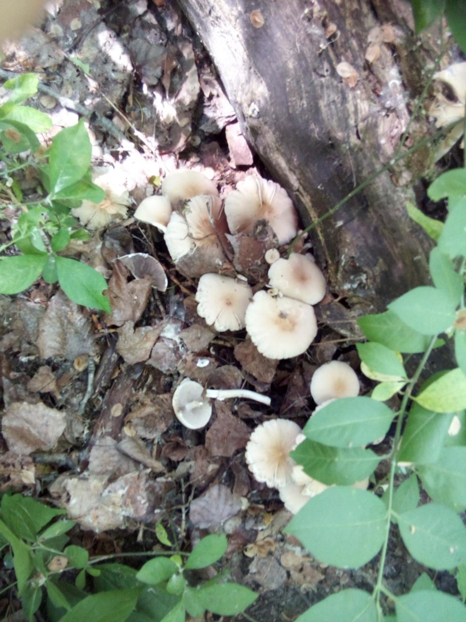 Коллибия лесолюбивая опёнок весенний