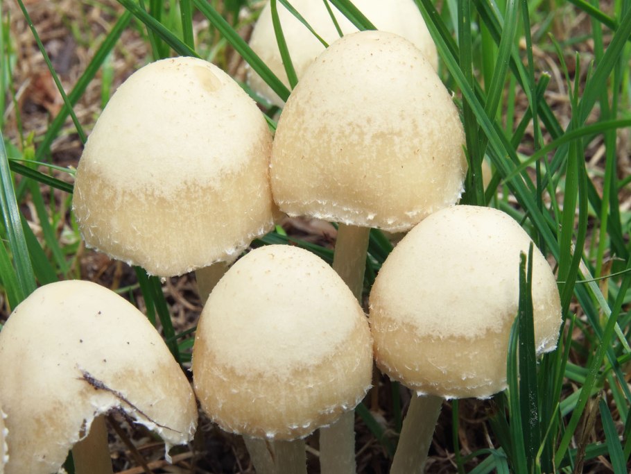 Приготовление Псатирелла