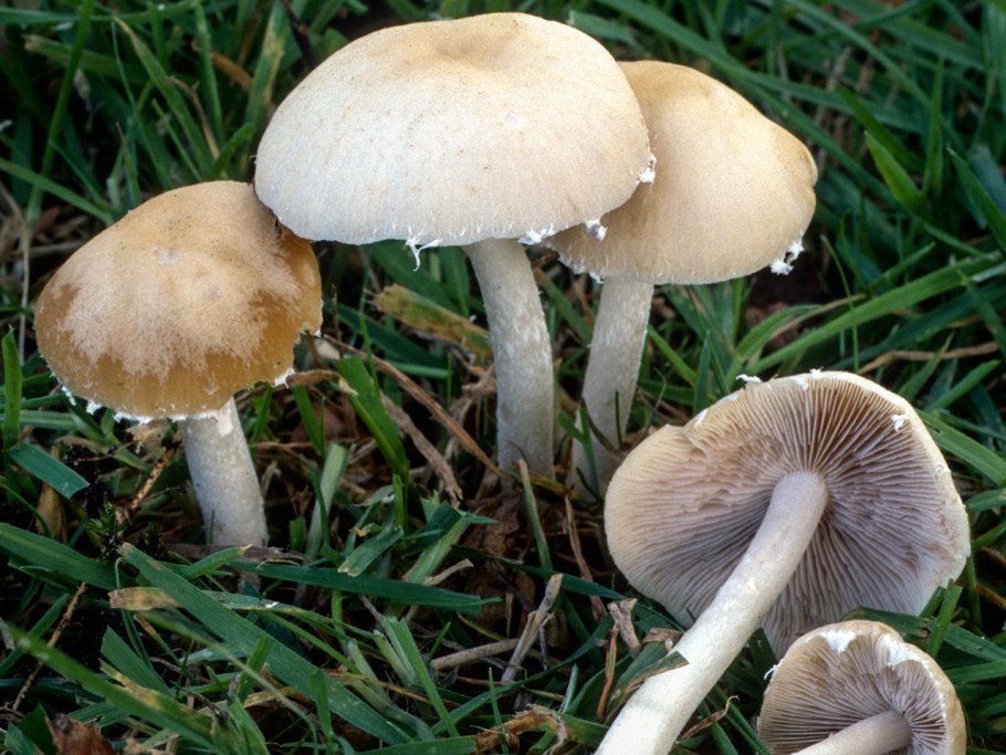 Psathyrella candolleana