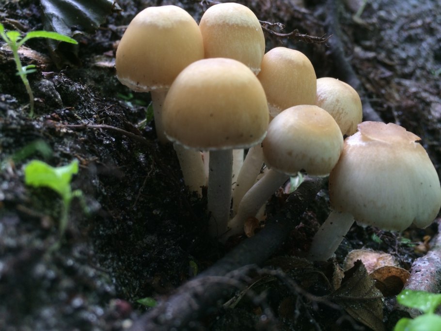 Псатирелла Кандолля