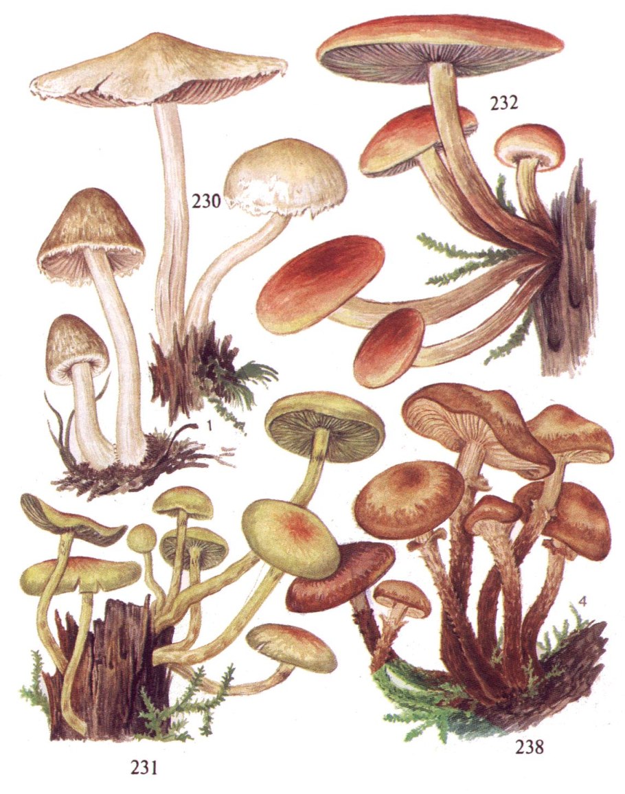 Ложноопёнок кирпично-красный