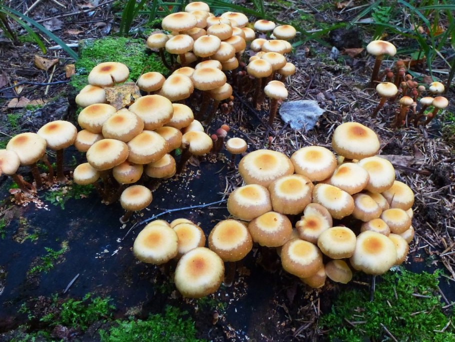 Говорушки грибы летние опята