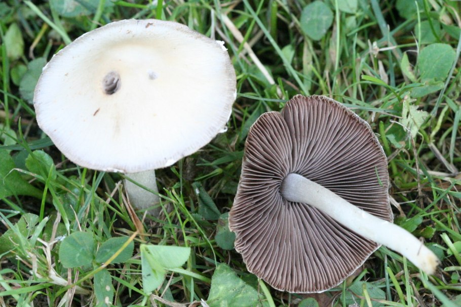 Psathyrella candolleana