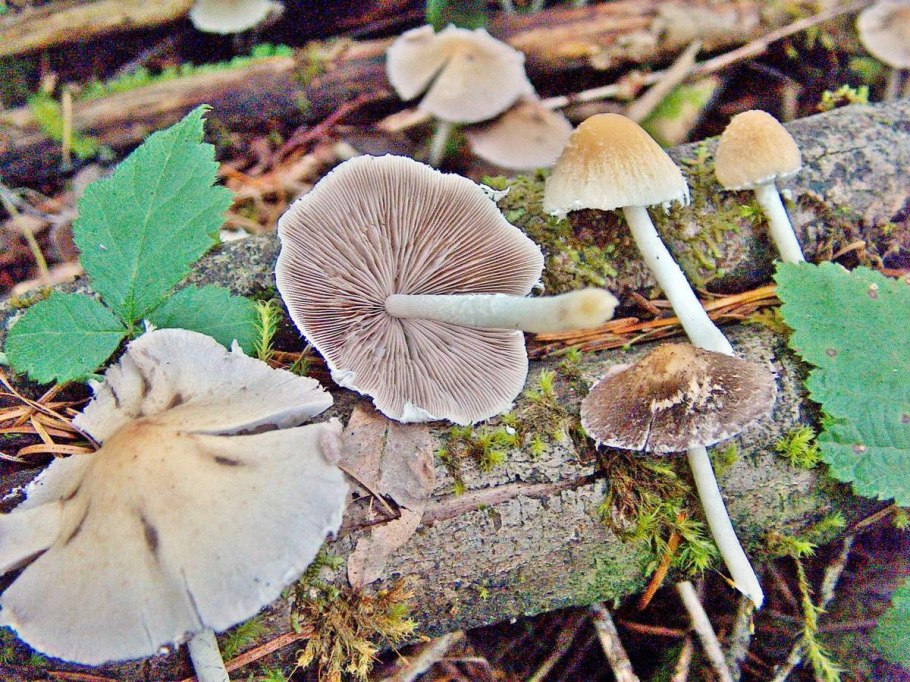 Ложноопенок Кандолля