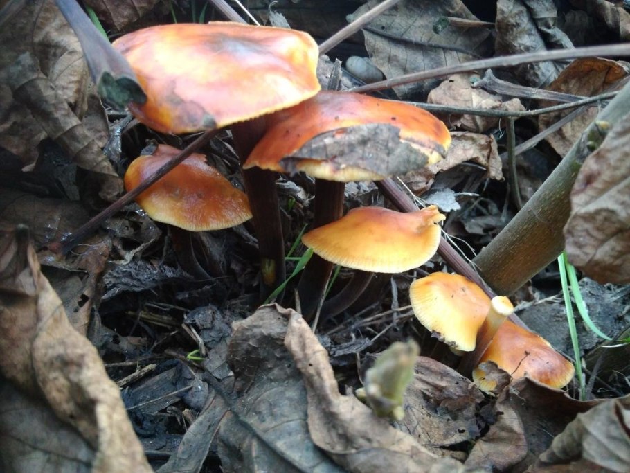 Грибы посикушки