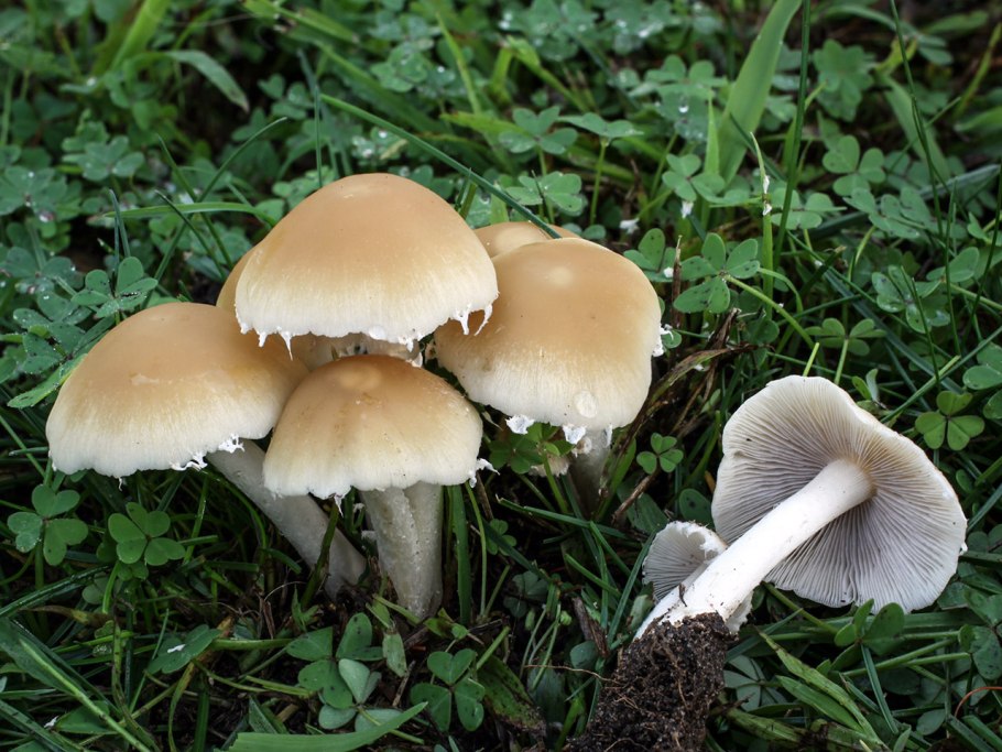 Псатирелла Кандолля