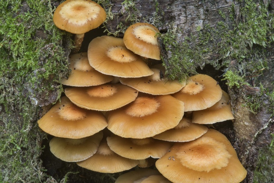 Осенний опенок Висконсин