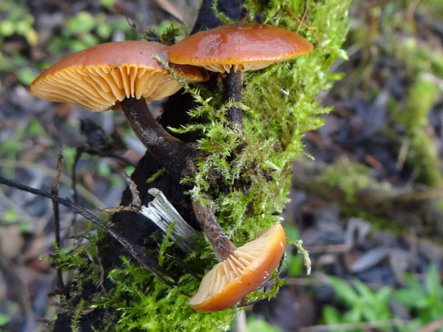Псатирелла шаровидная Psathyrella piluliformis