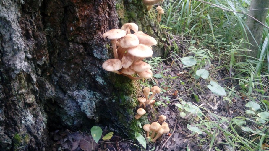 Грибы посикушки