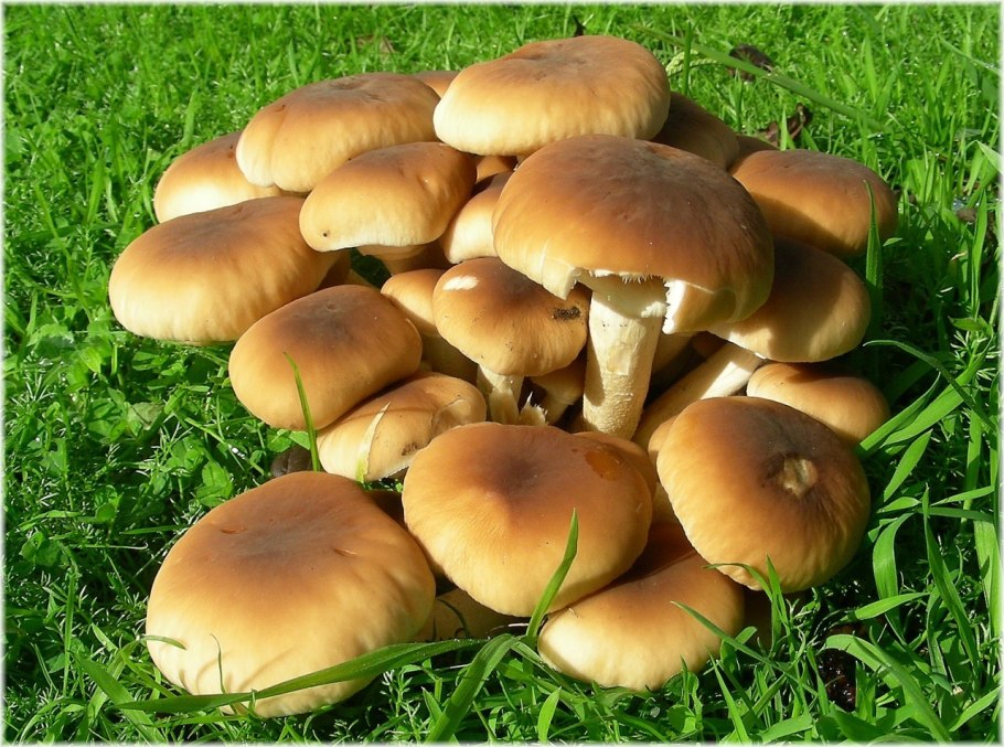 Агроцибе тополиный опенок