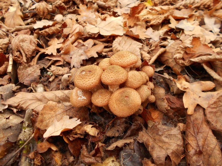 Опята березовые осенние