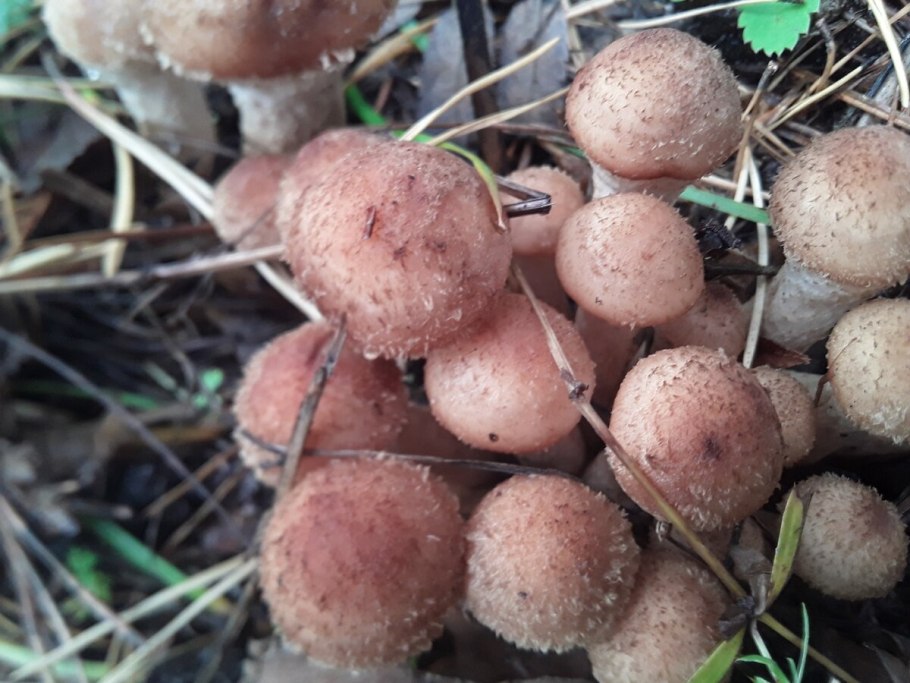 Гриб опёнок осенний