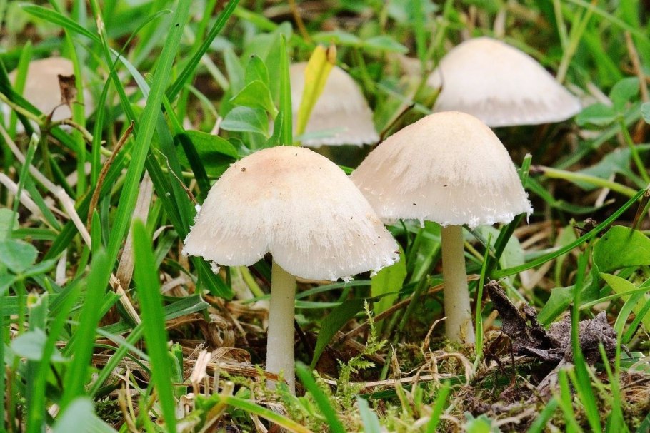 Псатирелла ( опёнок) Кандолля