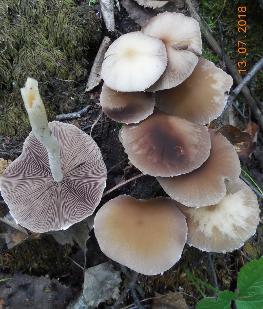 Восточные грибы