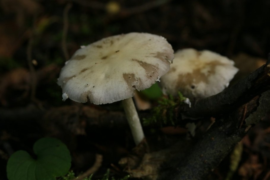 Зонтик белый macrolepiota excoriata