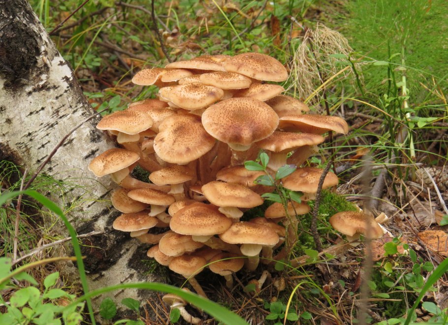 Гриб опёнок осенний переростки