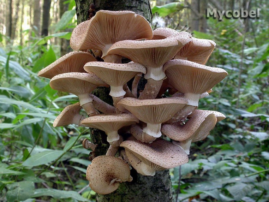 Опенок осенний (Armillariella mellea)