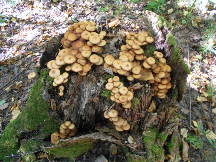 Опёнок осенний (Armillaria mellea)