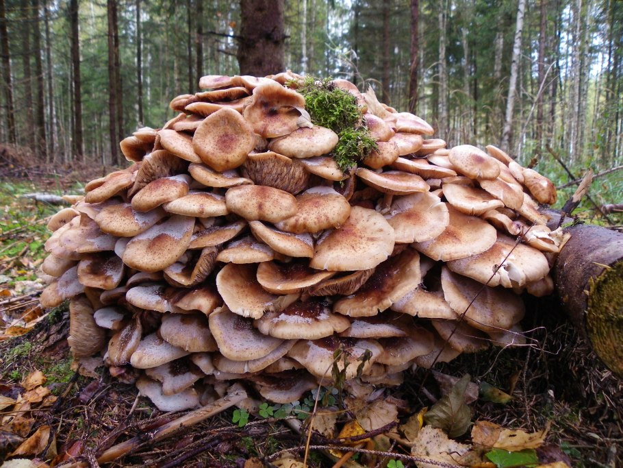 Опята осенние земляные