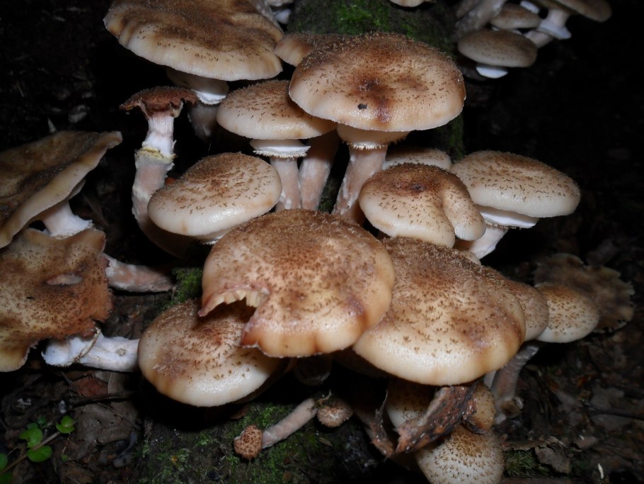 Опенок ссыхающийся Armillaria tabescens