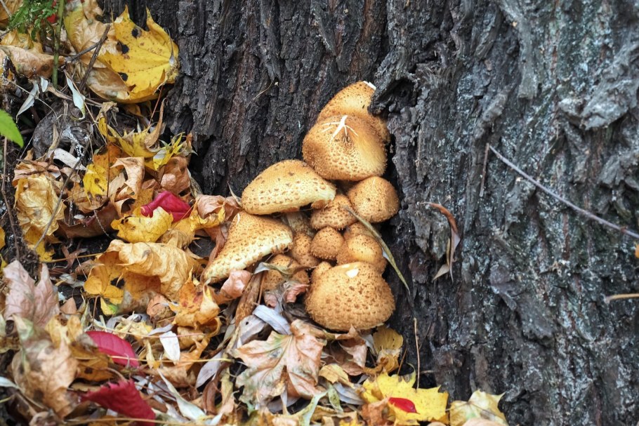 Опёнок осенний