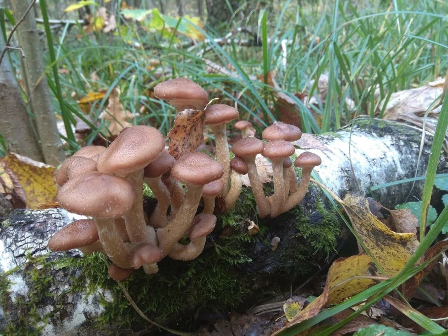 Опята пеньковые осенние