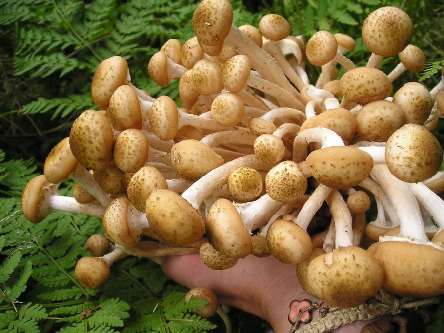 Опенок осенний (Armillaria mellea; Armillaria Borealis
