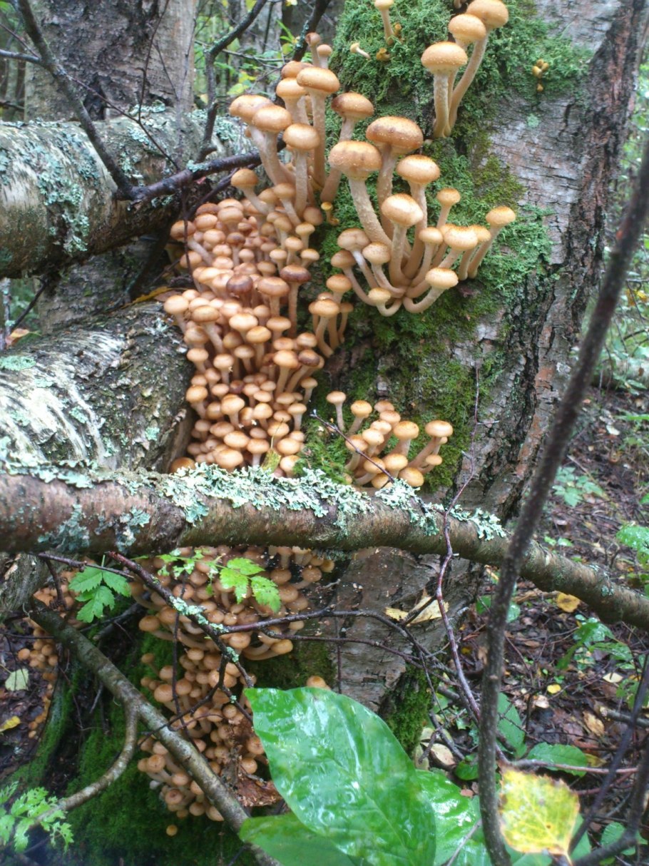 Осенние опята (настоящие) (Armillaria mellea)