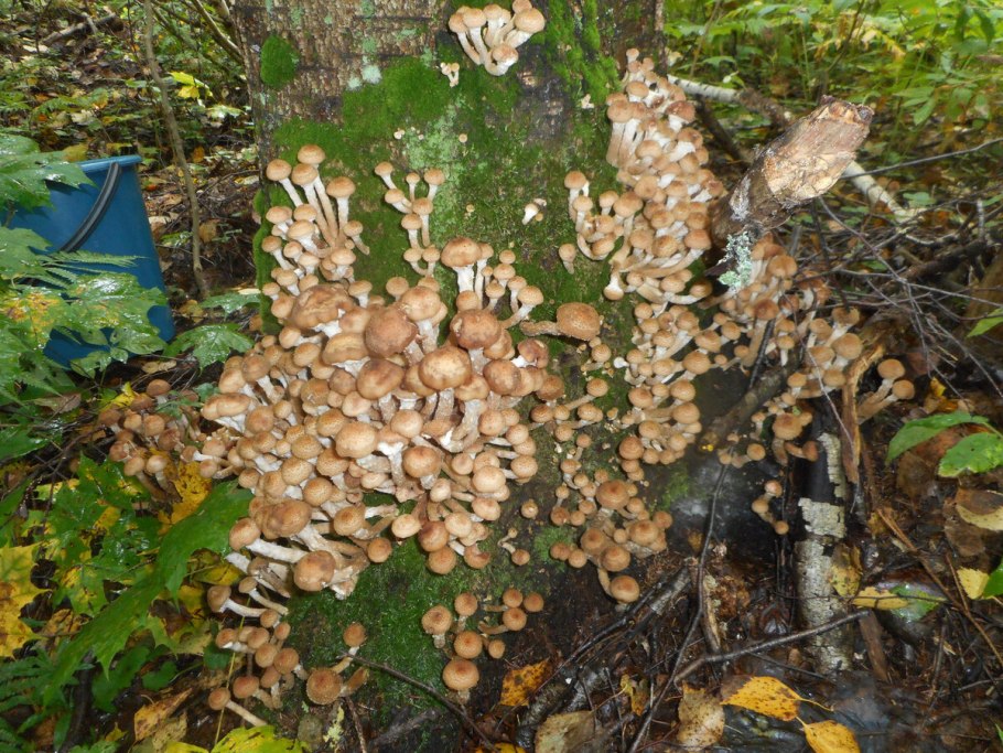 Опята Вязовики