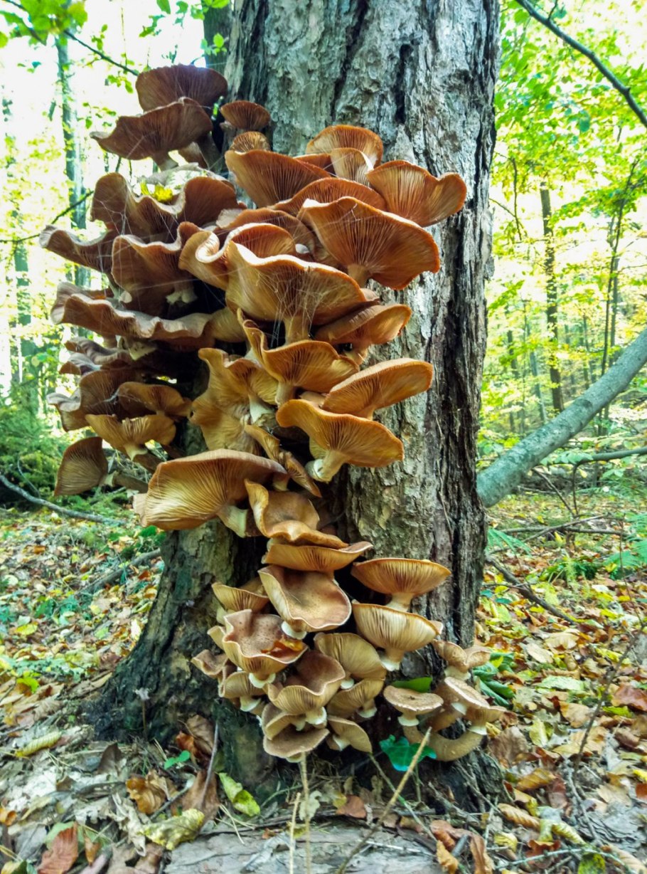 Опенок осенний (Armillaria mellea; Armillaria Borealis