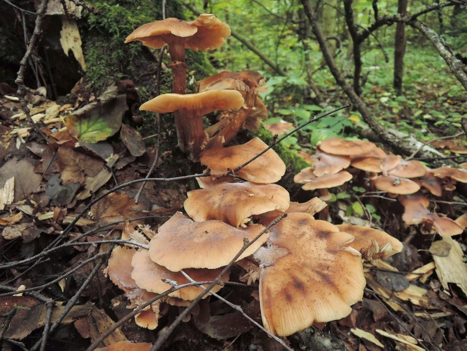 Приморский осенний опенок опёнок