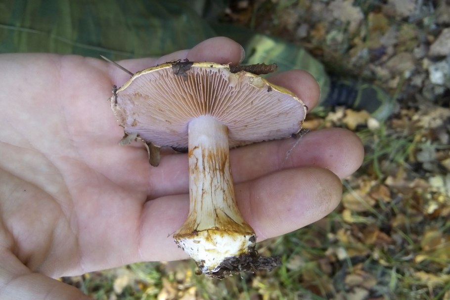 Съедобные грибы Северной Осетии