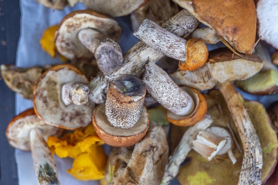 Шампиньоны вёшенки опята