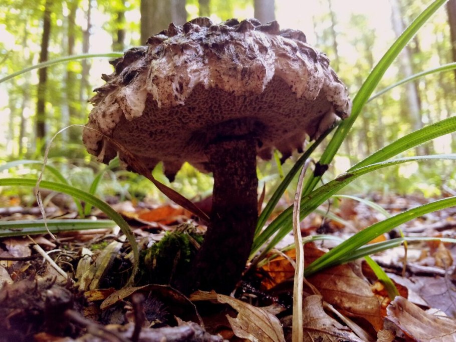 Гриб шишкогриб