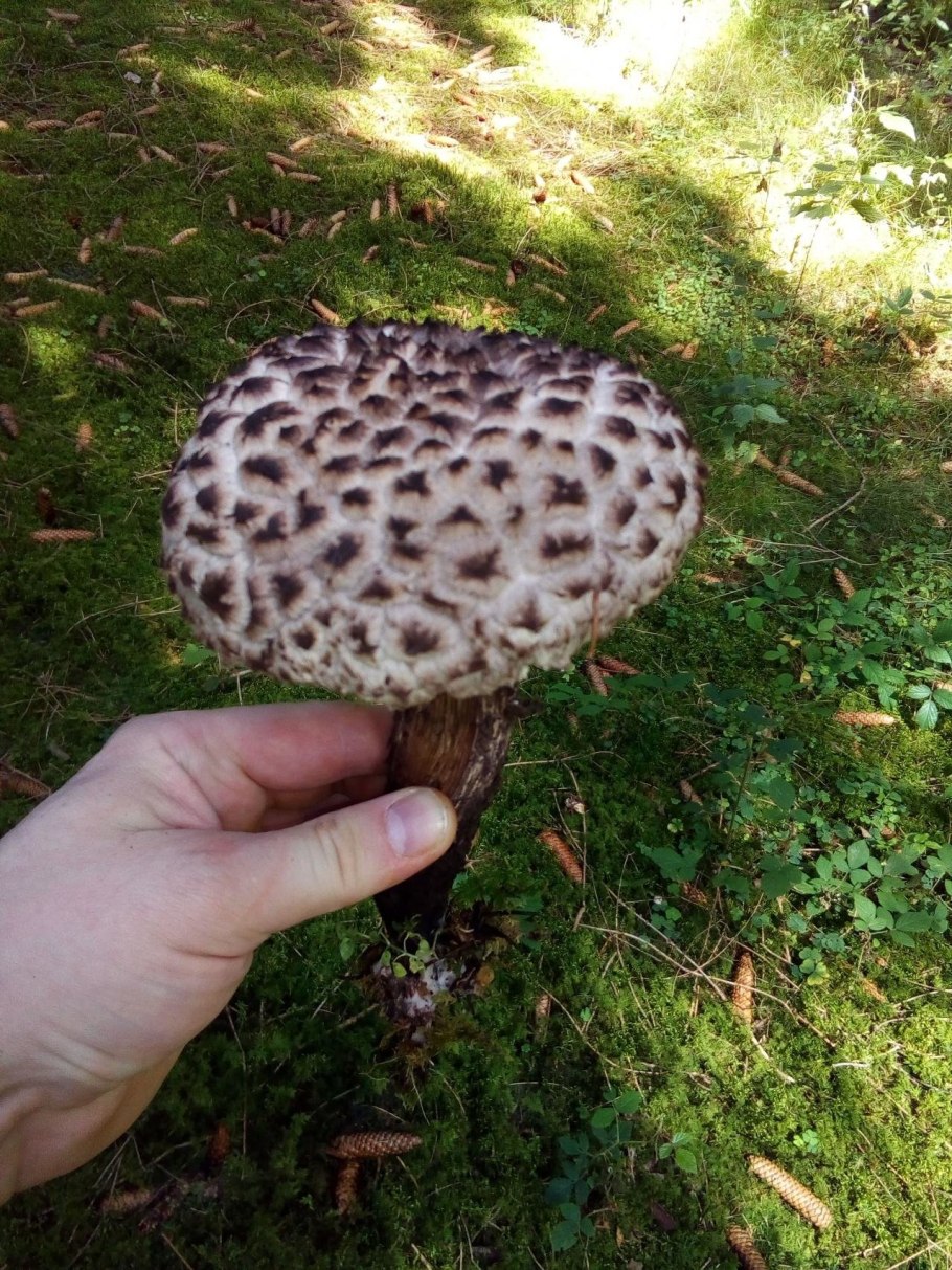 Гриб шишкогриб