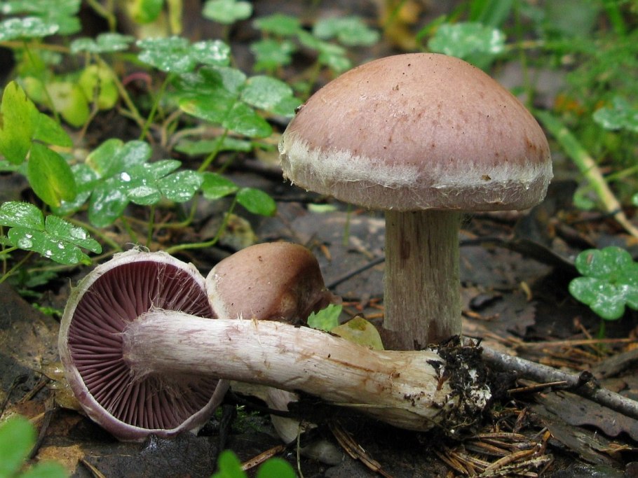 Паутинник багряный