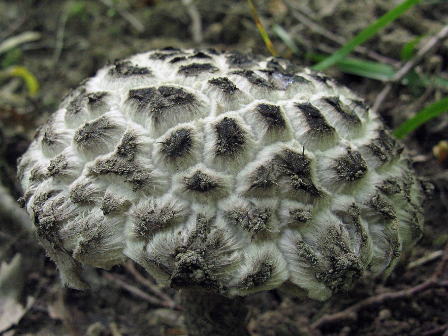 Шишкогриб хлопьеножковый